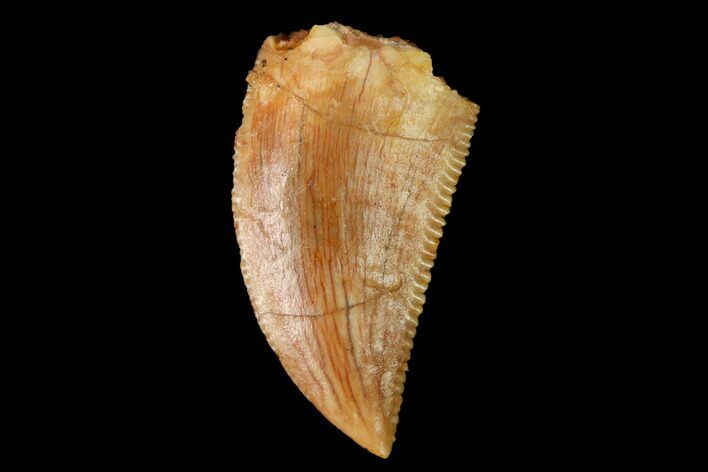 Serrated, Raptor Tooth - Real Dinosaur Tooth #171438